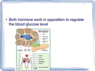 • Both hormone work in opposition to regulate
the blood glucose level
 
