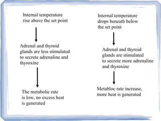 Internal temperature
rise above the set point
Adrenal and thyroid
glands are less stimulated
to secrete adrenaline and
thyroxine
The metabolic rate
is low, no excess heat
is generated
Internal temperature
drops beneath below
the set point
Adrenal and thyroid
glands are stimulated
to secrete more adrenaline
and thyroxine
Metabloc rate increase,
more heat is generated
 