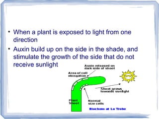• When a plant is exposed to light from one
direction
• Auxin build up on the side in the shade, and
stimulate the growth of the side that do not
receive sunlight
 