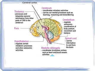Cerebral cortex
 
