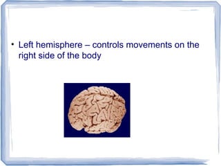 • Left hemisphere – controls movements on the
right side of the body
 