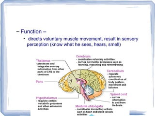 – Function –
• directs voluntary muscle movement, result in sensory
perception (know what he sees, hears, smell)
 