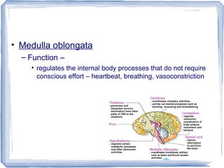 • Medulla oblongata
– Function –
• regulates the internal body processes that do not require
conscious effort – heartbeat, breathing, vasoconstriction
 