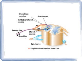Dorsal root
ganglion
 