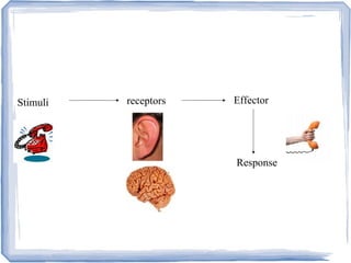Stimuli receptors Effector
Response
 