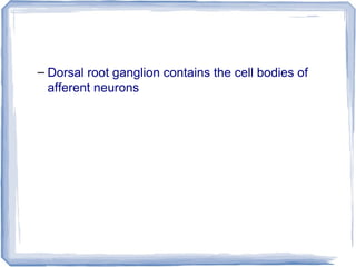– Dorsal root ganglion contains the cell bodies of
afferent neurons
 