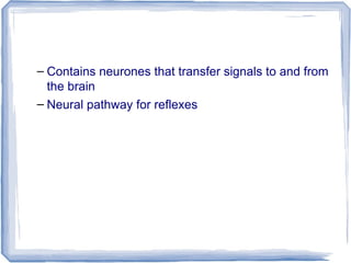 – Contains neurones that transfer signals to and from
the brain
– Neural pathway for reflexes
 