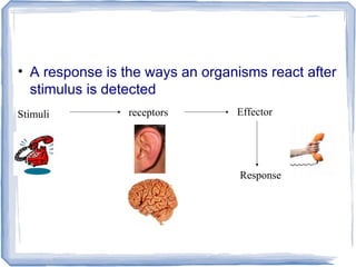• A response is the ways an organisms react after
stimulus is detected
Stimuli receptors Effector
Response
 