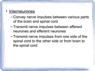 • Interneurones
– Convey nerve impulses between various parts
of the brain and spinal cord
– Transmit nerve impulses between afferent
neurones and efferent neurones
– Transmit nerve impulses from one side of the
spinal cord to the other side or from brain to
the spinal cord
 
