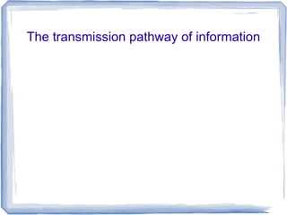 The transmission pathway of information
 