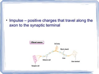 • Impulse – positive charges that travel along the
axon to the synaptic terminal
 