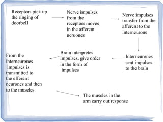 Receptors pick up
the ringing of
doorbell
Nerve impulses
from the
receptors moves
in the afferent
neruones
Nerve impulses
transfer from the
afferent to the
interneurons
Interneurones
sent impulses
to the brain
Brain interpretes
impulses, give order
in the form of
impulses
From the
interneurones
impulses is
transmitted to
the efferent
neurones and then
to the muscles
The muscles in the
arm carry out response
 