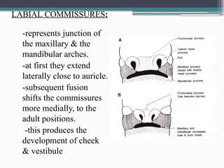 55125113-Development-of-Face-Oral-Cavity.pptx
