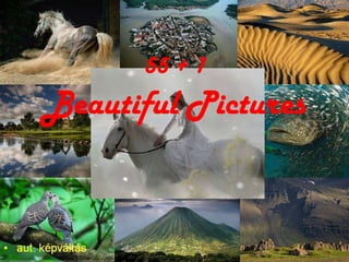 55 + 1   Beautiful Pictures  