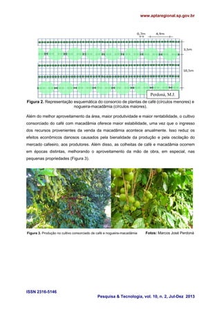 www.aptaregional.sp.gov.br

Perdoná, M.J.
Figura 2. Representação esquemática do consorcio de plantas de café (círculos menores) e
nogueira-macadâmia (círculos maiores).
Além do melhor aproveitamento da área, maior produtividade e maior rentabilidade, o cultivo
consorciado do café com macadâmia oferece maior estabilidade, uma vez que o ingresso
dos recursos provenientes da venda da macadâmia acontece anualmente. Isso reduz os
efeitos econômicos danosos causados pela bienalidade da produção e pela oscilação do
mercado cafeeiro, aos produtores. Além disso, as colheitas de café e macadâmia ocorrem
em épocas distintas, melhorando o aproveitamento da mão de obra, em especial, nas
pequenas propriedades (Figura 3).

Figura 3. Produção no cultivo consorciado de café e nogueira-macadâmia

Fotos: Marcos José Perdoná

ISSN 2316-5146
Pesquisa & Tecnologia, vol. 10, n. 2, Jul-Dez 2013

 
