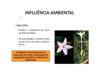 INFLUÊNCIA AMBIENTAL
 