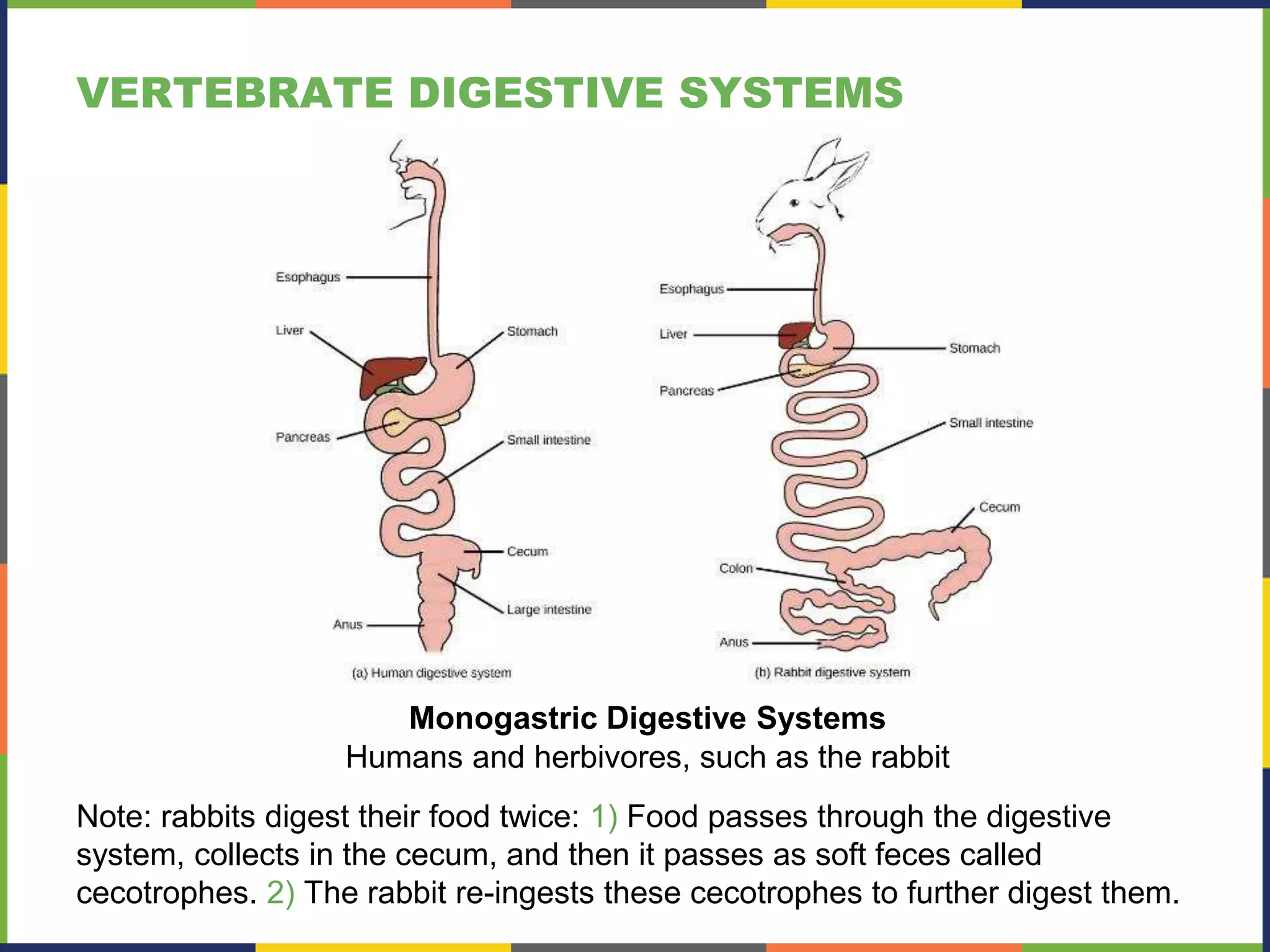 Animal nutrition and digestive system | PPTX
