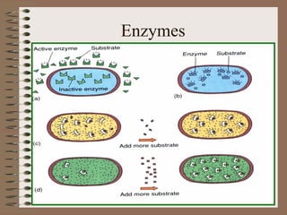 Enzymes
 