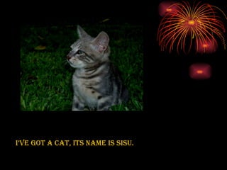 I’ve got a cat, its name is Sisu.   