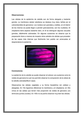 Observaciones:
Las células de la epidermis de cebolla son de forma alargada y bastante
grande. La membrana celular celulósica se destaca muy clara, teñida por el
colorante(vileta de genciana). Los núcleos son granates y visibles, en el interior
de los mismos se puede llegar a percibir granulaciones, son los nucléolos. El
citoplasma tiene aspecto bastante claro, en él se distinguen algunas vacuolas
grandes, débilmente coloreadas. En algunas ocasiones se observa que la
preparación tiene a manera de mosaico otros estratos de células que proceden
de las capas más internas que fácilmente han podido ser arrancadas al
desprenderse la epidermis

Conclusiones
La epidermis de la cebolla se puede observar al colocar una sustancia como la
violeta de genciana la cual nos permitió observar la composición de la célula de
la cebolla colorada(Allium cepa).
Observamos las células vegetales y su forma hexaédrica (en celdas) y
alargadas. En 10x logramos diferenciar la membrana y el citoplasma; en 40x
vimos en las celdas que tenían más proporción de violeta de genciana uno
diminutos puntos (núcleo). En 100x no se podría observar muy bien las células.

 