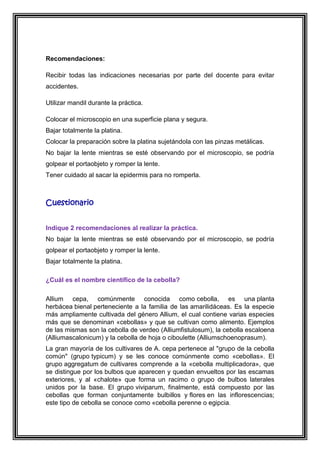 Recomendaciones:
Recibir todas las indicaciones necesarias por parte del docente para evitar
accidentes.
Utilizar mandil durante la práctica.
Colocar el microscopio en una superficie plana y segura.
Bajar totalmente la platina.
Colocar la preparación sobre la platina sujetándola con las pinzas metálicas.
No bajar la lente mientras se esté observando por el microscopio, se podría
golpear el portaobjeto y romper la lente.
Tener cuidado al sacar la epidermis para no romperla.

Cuestionario
Indique 2 recomendaciones al realizar la práctica.
No bajar la lente mientras se esté observando por el microscopio, se podría
golpear el portaobjeto y romper la lente.
Bajar totalmente la platina.
¿Cuál es el nombre científico de la cebolla?
Allium cepa, comúnmente conocida como cebolla, es una planta
herbácea bienal perteneciente a la familia de las amarilidáceas. Es la especie
más ampliamente cultivada del género Allium, el cual contiene varias especies
más que se denominan «cebollas» y que se cultivan como alimento. Ejemplos
de las mismas son la cebolla de verdeo (Alliumfistulosum), la cebolla escaloena
(Alliumascalonicum) y la cebolla de hoja o ciboulette (Alliumschoenoprasum).
La gran mayoría de los cultivares de A. cepa pertenece al "grupo de la cebolla
común" (grupo typicum) y se les conoce comúnmente como «cebollas». El
grupo aggregatum de cultivares comprende a la «cebolla multiplicadora», que
se distingue por los bulbos que aparecen y quedan envueltos por las escamas
exteriores, y al «chalote» que forma un racimo o grupo de bulbos laterales
unidos por la base. El grupo viviparum, finalmente, está compuesto por las
cebollas que forman conjuntamente bulbillos y flores en las inflorescencias;
este tipo de cebolla se conoce como «cebolla perenne o egipcia.

 