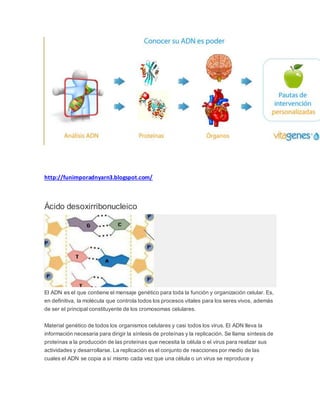 http://funimporadnyarn3.blogspot.com/
Ácido desoxirribonucleico
El ADN es el que contiene el mensaje genético para toda la función y organización celular. Es,
en definitiva, la molécula que controla todos los procesos vitales para los seres vivos, además
de ser el principal constituyente de los cromosomas celulares.
Material genético de todos los organismos celulares y casi todos los virus. El ADN lleva la
información necesaria para dirigir la síntesis de proteínas y la replicación. Se llama síntesis de
proteínas a la producción de las proteínas que necesita la célula o el virus para realizar sus
actividades y desarrollarse. La replicación es el conjunto de reacciones por medio de las
cuales el ADN se copia a sí mismo cada vez que una célula o un virus se reproduce y
 