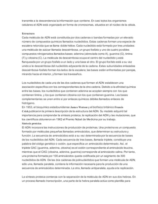 transmite a la descendencia la información que contiene. En casi todos los organismos
celulares el ADN está organizado en forma de cromosomas, situados en el núcleo de la célula.
Estructura
Cada molécula de ADN está constituida por dos cadenas o bandas formadas por un elevado
número de compuestos químicos llamados nucleótidos. Estas cadenas forman una especie de
escalera retorcida que se llama doble hélice. Cada nucleótido está formado por tres unidades:
una molécula de azúcar llamada desoxirribosa, un grupo fosfato y uno de cuatro posibles
compuestos nitrogenados llamados bases: adenina (abreviada como A), guanina (G), timina
(T) y citosina (C). La molécula de desoxirribosa ocupa el centro del nucleótido y está
flanqueada por un grupo fosfato a un lado y una base al otro. El grupo fosfato está a su vez
unido a la desoxirribosa del nucleótido adyacente de la cadena. Estas subunidades enlazadas
desoxirribosa-fosfato forman los lados de la escalera; las bases están enfrentadas por parejas,
mirando hacia el interior, y forman los travesaños.
Los nucleótidos de cada una de las dos cadenas que forman el ADN establecen una
asociación específica con los correspondientes de la otra cadena. Debido a la afinidad química
entre las bases, los nucleótidos que contienen adenina se acoplan siempre con los que
contienen timina, y los que contienen citosina con los que contienen guanina. Las bases
complementarias se unen entre sí por enlaces químicos débiles llamados enlaces de
hidrógeno.
En 1953, el bioquímico estadounidense James Watson y el biofísico británico Francis
Crickpublicaron la primera descripción de la estructura del ADN. Su modelo adquirió tal
importancia para comprender la síntesis proteica, la replicación del ADN y las mutaciones, que
los científicos obtuvieron en 1962 el Premio Nobel de Medicina por su trabajo.
Síntesis proteica
El ADN incorpora las instrucciones de producción de proteínas. Una proteína es un compuesto
formado por moléculas pequeñas llamadas aminoácidos, que determinan su estructura y
función. La secuencia de aminoácidos está a su vez determinada por la secuencia de bases
de los nucleótidos del ADN. Cada secuencia de tres bases, llamada triplete, constituye una
palabra del código genético o codón, que especifica un aminoácido determinado. Así, el
triplete GAC (guanina, adenina, citosina) es el codón correspondiente al aminoácido leucina,
mientras que el CAG (citosina, adenina, guanina) corresponde al aminoácido valina. Por tanto,
una proteína formada por 100 aminoácidos queda codificada por un segmento de 300
nucleótidos de ADN. De las dos cadenas de polinucleótidos que forman una molécula de ADN,
sólo una, llamada paralela, contiene la información necesaria para la producción de una
secuencia de aminoácidos determinada. La otra, llamada antiparalela, ayuda a la replicación.
La síntesis proteica comienza con la separación de la molécula de ADN en sus dos hebras. En
un proceso llamado transcripción, una parte de la hebra paralela actúa como plantilla para
 