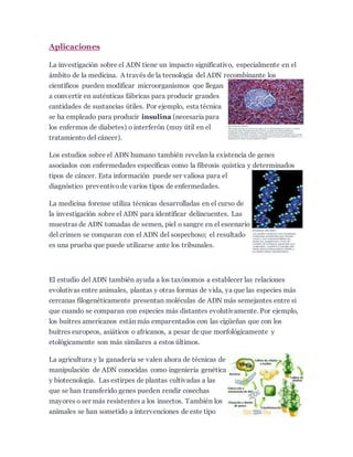 Aplicaciones
La investigación sobre el ADN tiene un impacto significativo, especialmente en el
ámbito de la medicina. A través de la tecnología del ADN recombinante los
científicos pueden modificar microorganismos que llegan
a convertir en auténticas fábricas para producir grandes
cantidades de sustancias útiles. Por ejemplo, esta técnica
se ha empleado para producir insulina (necesaria para
los enfermos de diabetes) o interferón (muy útil en el
tratamiento del cáncer).
Los estudios sobre el ADN humano también revelan la existencia de genes
asociados con enfermedades específicas como la fibrosis quística y determinados
tipos de cáncer. Esta información puede ser valiosa para el
diagnóstico preventivode varios tipos de enfermedades.
La medicina forense utiliza técnicas desarrolladas en el curso de
la investigación sobre el ADN para identificar delincuentes. Las
muestras de ADN tomadas de semen, piel o sangre en el escenario
del crimen se comparan con el ADN del sospechoso; el resultado
es una prueba que puede utilizarse ante los tribunales.
El estudio del ADN también ayuda a los taxónomos a establecer las relaciones
evolutivas entre animales, plantas y otras formas de vida, ya que las especies más
cercanas filogenéticamente presentan moléculas de ADN más semejantes entre sí
que cuando se comparan con especies más distantes evolutivamente. Por ejemplo,
los buitres americanos están más emparentados con las cigüeñas que con los
buitres europeos, asiáticos o africanos, a pesar de que morfológicamente y
etológicamente son más similares a estos últimos.
La agricultura y la ganadería se valen ahora de técnicas de
manipulación de ADN conocidas como ingeniería genética
y biotecnología. Las estirpes de plantas cultivadas a las
que se han transferido genes pueden rendir cosechas
mayores o ser más resistentes a los insectos. También los
animales se han sometido a intervenciones de este tipo
 