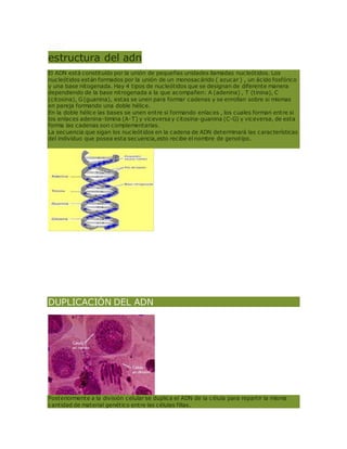 estr
estructura del adn
El ADN está constituído por la unión de pequeñas unidades llamadas nucleótidos. Los
nucleótidos están formados por la unión de un monosacárido ( azucar ) , un ácido fosfórico
y una base nitogenada. Hay 4 tipos de nucleótidos que se designan de diferente manera
dependiendo de la base nitrogenada a la que acompañen: A (adenina) , T (tinina), C
(citosina), G(guanina), estas se unen para formar cadenas y se enrollan sobre si mismas
en pareja formando una doble hélice.
En la doble hélice las bases se unen entre si formando enlaces , los cuales forman entre si
los enlaces adenina-timina (A-T) y viceversa y citosina-guanina (C-G) y viceversa, de esta
forma las cadenas son complementarias.
La secuencia que sigan los nucleótidos en la cadena de ADN determinará las características
del individuo que posea esta secuencia,esto recibe el nombre de genotipo.
DUPLICACIÓN DEL ADN
Posteriormente a la división celular se duplica el ADN de la célula para repartir la misma
cantidad de material genético entre las células fillas.
 