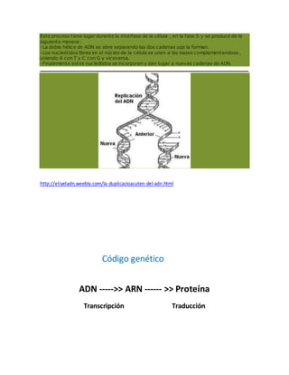 Este proceso tiene lugar durante la interfase de la célula , en la fase S y se produce de la
siguiente manera:
-La doble hélice de ADN se abre separando las dos cadenas uqe la forman.
-Los nucleótidos libres en el núcleo de la célula se unen a las bases complementandose ,
uniendo A con T y C con G y viceversa.
-Finalemente estos nucleótidos se incorporan y dan lugar a nuevas cadenas de ADN.
http://eliyeladn.weebly.com/la-duplicacioacuten-del-adn.html
Código genético
ADN -----˃˃ ARN ------ ˃˃ Proteína
Transcripción Traducción
 