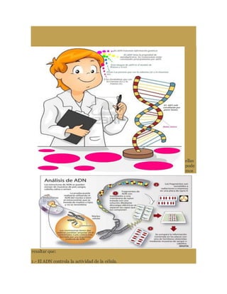 ellas
pode
mos
resaltar que:
1.- El ADN controla la actividad de la célula.
 