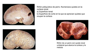 descripcion de las enfermedades renales en veterinariamedades-renales.pptx