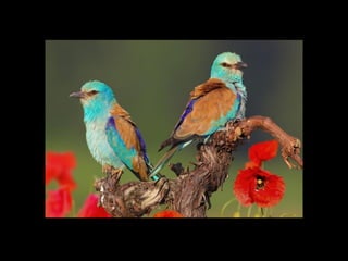 5567 photossuperbes _ms