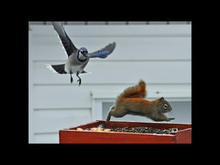 5567 photossuperbes _ms