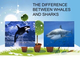 THE DIFFERENCE
  BETWEEN WHALES
  AND SHARKS




Powerpoint Templates
                       Page 1
 