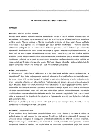 Studio sugli spostamenti (migrazioni) delle principali specie ittiche del bacino della bassa Dora Baltea - Relazione finale
34
LE SPECIE ITTICHE DELL’AREA D’INDAGINE
CIPRINIDI
Alborella - Alburnus alburnus alborella.
Piccolo pesce gregario, indigeno dell'Italia settentrionale, diffuso in tutti gli ambienti acquatici ricchi di
vegetazione, sia in acque moderatamente correnti, sia in acque ferme. Al genere Alburnus appartiene
un'altra specie, Alburnus albidus o Alborella meridionale, endemica di alcuni corsi d'acqua dell'Italia
meridionale. I due ciprinidi sono riconoscibili per alcuni caratteri morfometrici e meristici, essendo
difficilmente distinguibili ad un esame visivo. Entrambi presentano corpo fusiforme, più accentuato
nell'alborella meridionale, con bocca supera nell'alborella e supero - mediana nell'alborella meridionale. La
livrea varia dal blu con riflessi metallici al verde scuro sul dorso; i fianchi e l'addome sono di colore bianco -
argenteo. Le due specie possiedono una notevole resistenza ed adattabilità. Anche nel caso dell'alborella
meridionale, così come per la rovella, sono soprattutto le massicce transfaunazioni di ciprinidi a costituire un
reale pericolo per la sopravvivenza della specie. Nell’area indagata l’alborella è stata censita in tutte le
sezioni campionate sul fiume Po, mentre non è stata rinvenuta nella Dora Baltea.
Barbo - Barbus plebejus
E' diffuso in tutti i corsi d'acqua pedemontani e di fondovalle della penisola, nelle zone denominate "a
ciprinidi reofili", dove risulta molto spesso la specie più abbondante. Il corpo è fusiforme, con capo allungato.
La bocca è infera ed è munita di due paia di barbagli. La colorazione è piuttosto variabile, tendenzialmente
grigio - verdastra sul dorso, con addome chiaro. Negli esemplari più giovani è presente una punteggiatura
scura diffusa sul dorso e sui fianchi, mantenuta in fase adulta anche in alcune popolazioni dell'Italia centro -
meridionale. Nonostante le notevoli capacità di adattamento e l'ampio spettro trofico che gli consentono
un'ampia diffusione, anche il barbo, così come altre specie meno tolleranti, ha visto restringere il suo areale
di distribuzione, a causa delle diminuzioni delle portate, delle alterazioni degli alvei e della costruzione di
dighe e sbarramenti che impedendo le migrazioni e l'accesso alle aree di frega limitandone l'elevato
potenziale riproduttivo.
Nell’area indagata il barbo è stato censito in quattro delle cinque sezioni campionate sul fiume Po, ed in tre
delle cinque sezioni campionate nella Dora Baltea.
Cavedano - Leuciscus cephalus
E' una specie ad ampia distribuzione, presente in laghi, stagni, fiumi e torrenti di fondovalle e collinari. A
volte si spinge nei tratti superiori dei corsi d'acqua, fino al limite delle zone a salmonidi. Il cavedano ha
un'ampia valenza ecologica e di conseguenza una notevole adattabilità alle differenti condizioni ambientali.
E' tipicamente gregario, caratteristica questa tipica di tutti i ciprinidi, soprattutto in fase giovanile. La forma
del pesce è fusiforme e slanciata, con scaglie grandi. La colorazione è generalmente grigia, con addome
 