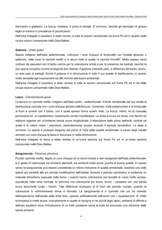 Studio sugli spostamenti (migrazioni) delle principali specie ittiche del bacino della bassa Dora Baltea - Relazione finale
35
biancastro o giallastro. La bocca, mediana, è priva di barbigli. E' onnivoro, benché gli esemplari di grossa
taglia si nutrano in prevalenza di piccoli pesci.
Nell’area indagata il cavedano è stato censito in tutte le sezioni campionate sul fiume Po ed in quattro delle
cinque sezioni campionate nella Dora Baltea.
Gobione - Gobio gobio
Specie indigena dell'Italia settentrionale, colonizza i corsi d'acqua di fondovalle con fondale ghiaioso o
sabbioso, nelle zone "a ciprinidi reofili" e in alcuni tratti di quelle "a ciprinidi limnofili". Molto spesso viene
confuso dai pescatori con il barbo canino per la colorazione simile e per la presenza dei barbigli, benché le
due specie occupino nicchie ecologiche ben distinte. Il gobione possiede però, a differenza del barbo canino,
un solo paio di barbigli. Anche il gobione è in diminuzione in tutto il suo areale di distribuzione, in quanto
molto sensibile agli inquinamenti ed alle minime alterazioni ambientali.
Nell’area indagata il cavedano è stato censito in tutte le sezioni campionate sul fiume Po ed in tre delle
cinque sezioni campionate nella Dora Baltea.
Lasca - Chondrostoma genei
La lasca è un ciprinide reofilo, indigeno dell'Italia centro - settentrionale. Il limite meridionale del suo areale di
distribuzione coincide con i corsi d'acqua adriatici dell'Abruzzo. Condivide i tratti pedemontani e di fondovalle
di fiumi e torrenti con il barbo, con il quale spesso forma sciami misti. La bocca, infera, ha la mascella
prominente ed un caratteristico rivestimento corneo mandibolare. La livrea è scura sul dorso, con fianchi ed
addome argentei ed un'evidente banda scura longitudinale. L'attaccatura delle pinne pettorali, ventrali ed
anale è di colore rosso - arancione, particolarmente acceso durante il periodo riproduttivo. La dieta è
onnivora. La specie è piuttosto esigente dal punto di vista della qualità ambientale; a causa degli impatti
antropici sui corsi d'acqua la lasca è dovunque in netta diminuzione.
Nell’area indagata la lasca è stata censita in un’unica sezione sul fiume Po ed in un’unica sezione
campionata nella Dora Baltea.
Sanguinerola - Phoxinus phoxinus
Piccolo ciprinide reofilo, legato ai corsi d'acqua ed ai bacini limpidi e ben ossigenati dell'Italia settentrionale,
è in grado di colonizzare sia ambienti planiziali, sia ambienti d'alta quota, purché di buona qualità. In questo
senso la sanguinerola può essere considerata un ottimo indicatore di qualità ambientale, essendo una delle
specie più sensibili alle più piccole modificazioni dell'habitat. Durante il periodo riproduttivo si evidenzia un
notevole dimorfismo sessuale nella livrea: i maschi hanno colorazione con tonalità di rosso molto accese,
soprattutto nella zona ventrale, le femmine una colorazione più tenue, bruno - verdastra con una banda
scura decorrente lungo i fianchi. Tale differenza scompare al di fuori del periodo nuziale, quando la
colorazione è uniformemente tenue e sfumata. La sanguinerola è il ciprinide che più ha risentito
dell'espansione dell'areale della trota fario, operato artificialmente dall'uomo con i ripopolamenti. E' infatti
scomparsa in molte acque, marcatamente in quelle di risorgiva e nei piccoli laghi alpini, ambienti di difficile e
delicato equilibrio dove l'introduzione di un forte predatore come la trota ha provocato una riduzione delle
specie presenti.
 