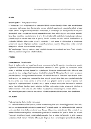Studio sugli spostamenti (migrazioni) delle principali specie ittiche del bacino della bassa Dora Baltea - Relazione finale
37
GOBIDI
Ghiozzo padano - Padogobius martensii
La famiglia dei Gobidi è rappresentata in Italia da un elevato numero di specie, abitanti sia le acque litoranee
e salmastre, sia le acque dolci. Caratteristica comune a tutti gli appartenenti a questa famiglia è la taglia
ridotta, la forma allungata con capo depresso ed appiattito, la bocca ampia con labbra pronunciate. Le pinne
ventrali sono unite a formare una struttura adesiva denominata disco pelvico. I gobidi sono animali bentonici,
la cui dieta è costituita prevalentemente da larve di insetti ed anellidi. La biologia riproduttiva prevede cure
parentali dopo la schiusa delle uova. Il ghiozzo padano è diffuso nei corsi d'acqua pedemontani e di
fondovalle dell'Italia settentrionale, di cui è endemico. Il suo areale di distribuzione si sovrappone
parzialmente a quello del ghiozzo puntato o panzarolo, anch'esso endemico della porzione centro - orientale
della pianura padana, più comune nelle risorgive.
Nell’area indagata il ghiozzo padano è stato censito in due sezioni campionate sul fiume Po ed in quattro
delle cinque sezioni campionate nella Dora Baltea.
PERCIDI
Pesce persico - Perca fluviatilis
Specie di taglia media, con corpo lateralmente compresso, dal profilo superiore marcatamente arcuato,
coperto da squame ctenoidi profondamente inserite nel derma. La testa è grande, con bocca molto ampia,
situata in posizione terminale, estesa fino a raggiungere il margine anteriore dell'occhio. Sul dorso sono
presenti due pinne contigue: la prima pinna dorsale è formata da 13 -18 raggi spiniformi, mentre la seconda
presenta da uno a tre raggi spiniformi e i restanti 13 - 15 molli Il colore di fondo della livrea è verde oliva o
verde azzurro, con bande scure trasversali. Le pinne pettorali sono di colore giallo scuro, mentre le ventrali e
la pinna anale sono rosso arancio; le pinne dorsali sono grigiastre come la caudale. Il persico reale
raggiunge la lunghezza massima di circa 50 cm. La specie ha ampia distribuzione euro-asiatica. In Italia la
specie è considerata da alcuni autori autoctona dell’Italia centro-settentrionale, sicuramente introdotta in
Italia meridionale e nelle isole. Altri autori mettono in dubbio la sua autoctonia per la penisola italiana.
Nell’area indagata il pesce persico è stato censito in una sola delle sezioni campionate, sulla Dora Baltea.
SALMONIDI
Trota marmorata - Salmo [trutta] marmoratus
E' il salmonide endemico della pianura padana, inconfondibile per la tipica marmoreggiatura sul dorso e sui
fianchi e per l'assenza della puntinatura rossa e nera. E' una delle specie che più ha risentito delle massicce
semine con trote fario di allevamento nei corsi d'acqua della porzione settentrionale della penisola. Il suo
areale di distribuzione originario, comprendente gli affluenti di sinistra del Po, quelli di destra fino al fiume
Tanaro ed alcuni bacini diretti tributari dell'alto Adriatico (fino al bacino dell'Isonzo) è in lenta, costante
contrazione. I tratti montani inferiori e di fondovalle dei grossi fiumi e torrenti alpini, tipici ambienti della trota
 