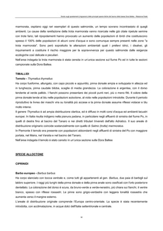 Studio sugli spostamenti (migrazioni) delle principali specie ittiche del bacino della bassa Dora Baltea - Relazione finale
38
marmorata, ospitano oggi rari esemplari di questo salmonide, un tempo sovrano incontrastato di quegli
ambienti. Le cause della rarefazione della trota marmorata vanno ricercate nelle già citate ripetute semine
con trote fario; tali ripopolamenti hanno provocato un aumento delle popolazioni di ibridi che costituiscono
spesso il 100% delle popolazioni di alcuni corsi d'acqua e sono comunque sempre presenti nelle zone "a
trota marmorata". Sono però soprattutto le alterazioni ambientali quali i prelievi idrici, i disalvei, gli
inquinamenti a costituire il rischio maggiore per la sopravvivenza per questo salmonide dalle esigenze
ecologiche così delicate e peculiari.
Nell’area indagata la trota marmorata è stata censita in un’unica sezione sul fiume Po ed in tutte le sezioni
campionate sulla Dora Baltea.
TIMALLIDI
Temolo - Thymallus thymallus
Ha corpo fusiforme, allungato, con capo piccolo e appuntito, pinna dorsale ampia e sviluppata in altezza ed
in lunghezza, pinna caudale biloba, scaglie di media grandezza. La colorazione è argentea, con il dorso
tendente al verde pallido. I fianchi possono presentare dei piccoli punti neri, più o meno fitti. Il colore della
pinna dorsale tende al blu nelle popolazioni autoctone, al viola nelle popolazioni introdotte. Durante il periodo
riproduttivo la livrea dei maschi vira su tonalità più accese e la pinna dorsale assume riflessi violacei e blu
molto intensi.
Il genere Thymallus è ad ampia distribuzione olartica, ed è diffuso in molti corsi d'acqua ed ambienti lacustri
europei. In Italia risulta indigeno nella pianura padana, in particolare negli affluenti di sinistra del fiume Po, in
quelli di destra fino al bacino del Tanaro e nei diretti tributari triveneti dell'alto Adriatico. Il suo areale di
distribuzione originario coincide sostanzialmente con quello di Salmo (trutta) marmoratus.
In Piemonte il temolo era presente con popolazioni abbondanti negli affluenti di sinistra del Po con maggiore
portata, nel Maira, nel Varaita e nel bacino del Tanaro.
Nell’area indagata il temolo è stato censito in un’unica sezione sulla Dora Baltea
SPECIE ALLOCTONE
CIPRINIDI
Barbo europeo - Barbus barbus
Ha corpo slanciato con bocca ventrale e, come tutti gli appartenenti al gen. Barbus, due paia di barbigli sul
labbro superiore. I raggi più lunghi della pinna dorsale e della pinna anale sono ossificati con l'orlo posteriore
dentellato. La colorazione del dorso è scura, da bruno-verde a verde-nerastro, più chiara sui fianchi, il ventre
bianco, spesso con riflessi rossastri. Le pinne sono grigio-verdastre con leggera tonalità rossastra che
aumenta verso il margine esterno.
L’areale di distribuzione originale comprende l’Europa centro-orientale. La specie è stata recentemente
introdotta, con acclimatazione, in acque dolci dell'Italia settentrionale e centrale.
 