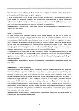 Studio sugli spostamenti (migrazioni) delle principali specie ittiche del bacino della bassa Dora Baltea - Relazione finale
39
Vive nel corso medio inferiore di fiumi aventi acque limpide e corrente veloce, dove occupa
preferenzialmente i fondali ghiaiosi. La specie è gregaria.
Il barbo europeo occupa in gran parte la nicchia ecologica del barbo italico (Barbus plebejus), rispetto al
quale mostra una maggiore adattabilità alle modificazioni idromorfologiche e migliori performance
nell’accrescimento. Nelle zone dove è stato immesso, come nel corso principale del Po, ha in breve tempo
determinato la scomparsa della specie autoctona italiana e la comparsa di ibridi.
Nell’area indagata il barbo europeo è stato censito in quattro sezioni campionate sul fiume Po ed in un’unica
sezione nella Dora Baltea.
Carpa - Cyprinus carpio
Ha corpo piuttosto tozzo, sviluppato in altezza, bocca piccola, mediana, con due paia di barbigli sulla
mascella superiore; le scaglie sono generalmente molto grandi. In alcune razze ridotte in numero, in altre
totalmente assenti. La livrea è bruno-verdastra sul dorso, con fianchi color bronzo o giallastri ed addome
bianco o giallastro; le pinne sono bruno-grigie, spesso con sfumature rossastre nelle pinne pettorali, ventrali
ed anali. Sono note varietà differenti che si distinguono per la presenza di scaglie su tutto il corpo (carpa
regina), su parte dei fianchi (carpa a specchi) o per l’assenza totale di scaglie (carpa nuda, carpa cuoio). La
carpa può raggiungere una lunghezza massima di 130 cm per oltre 30 kg di peso.
Cyprinus carpio ed ha distribuzione originaria euro-asiatica limitata, per quanto riguarda l’Europa, al solo
bacino del Danubio ed alle aree circostanti il Mar Nero. Nel resto dell’Europa ed in Italia è stato introdotto in
epoche remote e si è diffuso con rapidità e facilità in molti corsi d’acqua, laghi, stagni e canali. E’ specie
facilmente allevabile.
Nell’area indagata la carpa è stata censita in tre delle sezioni campionate sul fiume Po ed è assente nella
Dora Baltea.
Pseudorasbora – Pseudorasbora parva
Specie originaria dell’Asia orientale; verso il 1960 è stata introdotta nei bacini danubiana e di qui è stata
importata in Italia con i ripopolamenti di “pesce bianco”. Ha corpo fusiforme, compresso lateralmente, capo
appuntito, livrea con dorso grigio, fianchi più chiari, con riflessi argentati, addome biancastro. Lungo i fianchi
decorre una banda scura, dall’occhio fino al peduncolo caudale. La bocca è piccola, aperta verso l’alto. La
taglia massima raggiungibile è di 10 cm. Il suo habitat è costituito da laghi, stagni e corsi d’acqua a lento
decorso, con fondali sabbiosi e fangosi. La riproduzione è primaverile. Durante il periodo riproduttivo i
maschi presentano vistosi tubercoli nuziali. La dieta, come per la maggior parte dei ciprinidi, è onnivora. La
pseudorasbora occupa una nicchia ecologica in parte coincidente con quella dei ciprinidi reofili, in parte con
quella dei ciprinidi limnofili, con i quali entra inevitabilmente in competizione. Attualmente la specie appare in
forte espansione nelle acque italiane.
Nell’area indagata la pseudorasbora è stata censita in quattro sezioni delle cinque sezioni campionate sul
fiume Po; nella Dora Baltea è risultata assente.
 