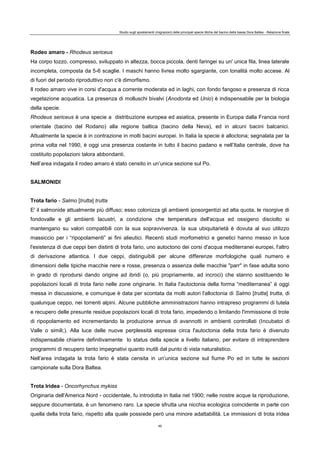 Studio sugli spostamenti (migrazioni) delle principali specie ittiche del bacino della bassa Dora Baltea - Relazione finale
40
Rodeo amaro - Rhodeus sericeus
Ha corpo tozzo, compresso, sviluppato in altezza, bocca piccola, denti faringei su un' unica fila, linea laterale
incompleta, composta da 5-6 scaglie. I maschi hanno livrea molto sgargiante, con tonalità molto accese. Al
di fuori del periodo riproduttivo non c'è dimorfismo.
Il rodeo amaro vive in corsi d'acqua a corrente moderata ed in laghi, con fondo fangoso e presenza di ricca
vegetazione acquatica. La presenza di molluschi bivalvi (Anodonta ed Unio) è indispensabile per la biologia
della specie.
Rhodeus sericeus è una specie a distribuzione europea ed asiatica, presente in Europa dalla Francia nord
orientale (bacino del Rodano) alla regione baltica (bacino della Neva), ed in alcuni bacini balcanici.
Attualmente la specie è in contrazione in molti bacini europei. In Italia la specie è alloctona; segnalata per la
prima volta nel 1990, è oggi una presenza costante in tutto il bacino padano e nell’Italia centrale, dove ha
costituito popolazioni talora abbondanti.
Nell’area indagata il rodeo amaro è stato censito in un’unica sezione sul Po.
SALMONIDI
Trota fario - Salmo [trutta] trutta
E' il salmonide attualmente più diffuso; esso colonizza gli ambienti iposorgentizi ad alta quota, le risorgive di
fondovalle e gli ambienti lacustri, a condizione che temperatura dell'acqua ed ossigeno disciolto si
mantengano su valori compatibili con la sua sopravvivenza. la sua ubiquitarietà è dovuta al suo utilizzo
massiccio per i “ripopolamenti” ai fini alieutici. Recenti studi morfometrici e genetici hanno messo in luce
l'esistenza di due ceppi ben distinti di trota fario, uno autoctono dei corsi d'acqua mediterranei europei, l'altro
di derivazione atlantica. I due ceppi, distinguibili per alcune differenze morfologiche quali numero e
dimensioni delle tipiche macchie nere e rosse, presenza o assenza delle macchie "parr" in fase adulta sono
in grado di riprodursi dando origine ad ibridi (o, più propriamente, ad incroci) che stanno sostituendo le
popolazioni locali di trota fario nelle zone originarie. In Italia l'autoctonia della forma “mediterranea” è oggi
messa in discussione, e comunque è data per scontata da molti autori l'alloctonia di Salmo [trutta] trutta, di
qualunque ceppo, nei torrenti alpini. Alcune pubbliche amministrazioni hanno intrapreso programmi di tutela
e recupero delle presunte residue popolazioni locali di trota fario, impedendo o limitando l'immissione di trote
di ripopolamento ed incrementando la produzione annua di avannotti in ambienti controllati (Incubatoi di
Valle o simili;). Alla luce delle nuove perplessità espresse circa l'autoctonia della trota fario è divenuto
indispensabile chiarire definitivamente lo status della specie a livello italiano, per evitare di intraprendere
programmi di recupero tanto impegnativi quanto inutili dal punto di vista naturalistico.
Nell’area indagata la trota fario è stata censita in un’unica sezione sul fiume Po ed in tutte le sezioni
campionate sulla Dora Baltea.
Trota Iridea - Oncorhynchus mykiss
Originaria dell'America Nord - occidentale, fu introdotta in Italia nel 1900; nelle nostre acque la riproduzione,
seppure documentata, è un fenomeno raro. La specie sfrutta una nicchia ecologica coincidente in parte con
quella della trota fario, rispetto alla quale possiede però una minore adattabilità. Le immissioni di trota iridea
 