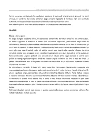 Studio sugli spostamenti (migrazioni) delle principali specie ittiche del bacino della bassa Dora Baltea - Relazione finale
41
hanno comunque condizionato le popolazioni autoctone di salmonidi originariamente presenti nei corsi
d'acqua, in quanto le disponibilità alimentari degli ambienti oligotrofici di montagna non sono del tutto
sufficienti per la coesistenza di specie con caratteristiche ed esigenze molto simili.
Nell’area indagata la trota iridea è stato censita in un’unica sezione sulla Dora Baltea.
SILURIDI
Siluro - Silurus glanis
Ha corpo allungato a sezione conica, ma schiacciato lateralmente, dall’orifizio anale fino alla pinna caudale.
La testa è appiattita e massiccia e termina con una bocca larghissima, praticamente ampia come la
circonferenza del corpo; sulle mascelle e sul vomere sono presenti numerosi piccoli denti di forma conica; gli
occhi sono piccolissimi, di colore giallastro; due lunghi barbigli sono posizionati tra la mascella superiore e gli
occhi; altre due paia di barbigli, molto più sottili e piccoli, sono inseriti sulla mascella inferiore. La pinna
dorsale è piccola, poco sviluppata e non è dotata di raggi spinosi, come pure è piccola la pinna caudale, di
forma arrotondata. Le pinne pettorali sono provviste di un robusto primo raggio spinoso, le ventrali sono
piccole e si congiungono con la pinna anale che è assai lunga e si estende per circa la metà del corpo. La
pelle è completamente priva di scaglie ed è ricoperta da abbondante muco, prodotto da un elevato numero
di ghiandole mucipare.
La colorazione è variabile: il dorso ed il capo hanno toni nero-bluastri, lateralmente è presente una
marmoreggiatura di colore biancastro, giallo, grigio o anche verde, il ventre è chiaro. L’areale originario di S.
glanis è piuttosto ampio, estendendosi dall’Asia Occidentale fino al bacino del fiume Reno. Il siluro europeo
è presente dall’Elba e dal corso superiore del Reno fino al bacino dell’Ural, escluse Finlandia e Scandinavia:
in Danimarca e Svezia risulta essere raro. Il siluro è stato invece certamente introdotto in gran parte
dell’Europa mediterranea. In Italia la specie ha ampia diffusione, in continua espansione. Sono attualmente
interessati dalla sua presenza tutto il distretto padano veneto ed i corsi d’acqua maggiori del distretto tosco
laziale.
Nell’area indagata il siluro è stato censito in quattro sezioni delle cinque sezioni campionate sul fiume Po;
nella Dora Baltea è risultato assente.
 