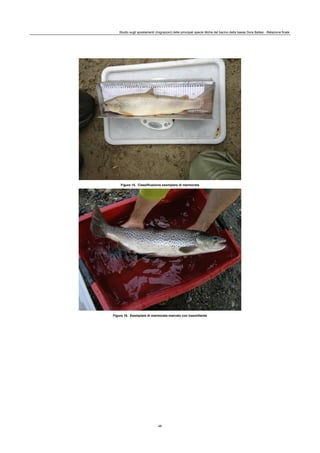 Studio sugli spostamenti (migrazioni) delle principali specie ittiche del bacino della bassa Dora Baltea - Relazione finale
46
Figura 15. Classificazione esemplare di marmorata
Figura 16. Esemplare di marmorata marcato con trasmittente
 