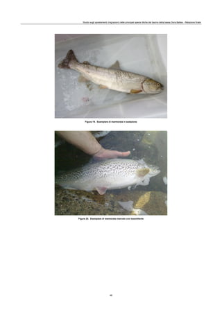 Studio sugli spostamenti (migrazioni) delle principali specie ittiche del bacino della bassa Dora Baltea - Relazione finale
48
Figura 19. Esemplare di marmorata in sedazione
Figura 20. Esemplare di marmorata marcato con trasmittente
 