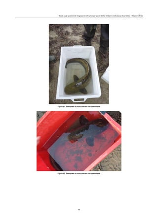 Studio sugli spostamenti (migrazioni) delle principali specie ittiche del bacino della bassa Dora Baltea - Relazione finale
49
Figura 21. Esemplare di siluro marcato con trasmittente
Figura 22. Esemplare di siluro marcato con trasmittente
 