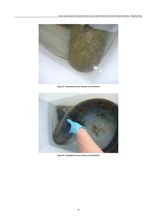 Studio sugli spostamenti (migrazioni) delle principali specie ittiche del bacino della bassa Dora Baltea - Relazione finale
50
Figura 23. Esemplare di siluro marcato con trasmittente
Figura 24. Esemplare di siluro marcato con trasmittente
 