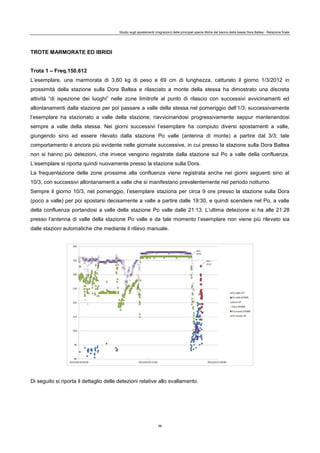 Studio sugli spostamenti (migrazioni) delle principali specie ittiche del bacino della bassa Dora Baltea - Relazione finale
56
TROTE MARMORATE ED IBRIDI
Trota 1 – Freq.150.612
L’esemplare, una marmorata di 3,60 kg di peso e 69 cm di lunghezza, catturato il giorno 1/3/2012 in
prossimità della stazione sulla Dora Baltea e rilasciato a monte della stessa ha dimostrato una discreta
attività “di ispezione dei luoghi” nelle zone limitrofe al punto di rilascio con successivi avvicinamenti ed
allontanamenti dalla stazione per poi passare a valle della stessa nel pomeriggio dell’1/3; successivamente
l’esemplare ha stazionato a valle della stazione, riavvicinandosi progressivamente seppur mantenendosi
sempre a valle della stessa. Nei giorni successivi l’esemplare ha compiuto diversi spostamenti a valle,
giungendo sino ad essere rilevato dalla stazione Po valle (antenna di monte) a partire dal 3/3; tale
comportamento è ancora più evidente nelle giornate successive, in cui presso la stazione sulla Dora Baltea
non si hanno più detezioni, che invece vengono registrate dalla stazione sul Po a valle della confluenza.
L’esemplare si riporta quindi nuovamente presso la stazione sulla Dora.
La frequentazione delle zone prossime alla confluenza viene registrata anche nei giorni seguenti sino al
10/3, con successivi allontanamenti a valle che si manifestano prevalentemente nel periodo notturno.
Sempre il giorno 10/3, nel pomeriggio, l’esemplare staziona per circa 9 ore presso la stazione sulla Dora
(poco a valle) per poi spostarsi decisamente a valle a partire dalle 19:30, e quindi scendere nel Po, a valle
della confluenza portandosi a valle della stazione Po valle dalle 21:13. L’ultima detezione si ha alle 21:28
presso l’antenna di valle della stazione Po valle e da tale momento l’esemplare non viene più rilevato sia
dalle stazioni automatiche che mediante il rilievo manuale.
Di seguito si riporta il dettaglio delle detezioni relative allo svallamento.
 