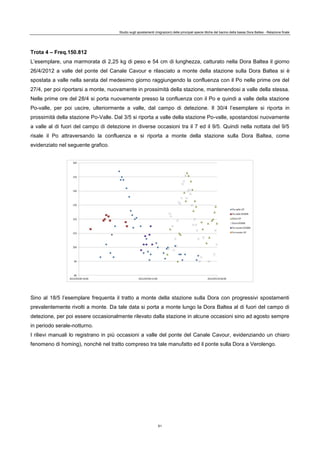Studio sugli spostamenti (migrazioni) delle principali specie ittiche del bacino della bassa Dora Baltea - Relazione finale
61
Trota 4 – Freq.150.812
L’esemplare, una marmorata di 2,25 kg di peso e 54 cm di lunghezza, catturato nella Dora Baltea il giorno
26/4/2012 a valle del ponte del Canale Cavour e rilasciato a monte della stazione sulla Dora Baltea si è
spostata a valle nella serata del medesimo giorno raggiungendo la confluenza con il Po nelle prime ore del
27/4, per poi riportarsi a monte, nuovamente in prossimità della stazione, mantenendosi a valle della stessa.
Nelle prime ore del 28/4 si porta nuovamente presso la confluenza con il Po e quindi a valle della stazione
Po-valle, per poi uscire, ulteriormente a valle, dal campo di detezione. Il 30/4 l’esemplare si riporta in
prossimità della stazione Po-Valle. Dal 3/5 si riporta a valle della stazione Po-valle, spostandosi nuovamente
a valle al di fuori del campo di detezione in diverse occasioni tra il 7 ed il 9/5. Quindi nella nottata del 9/5
risale il Po attraversando la confluenza e si riporta a monte della stazione sulla Dora Baltea, come
evidenziato nel seguente grafico.
Sino al 18/5 l’esemplare frequenta il tratto a monte della stazione sulla Dora con progressivi spostamenti
prevalentemente rivolti a monte. Da tale data si porta a monte lungo la Dora Baltea al di fuori del campo di
detezione, per poi essere occasionalmente rilevato dalla stazione in alcune occasioni sino ad agosto sempre
in periodo serale-notturno.
I rilievi manuali lo registrano in più occasioni a valle del ponte del Canale Cavour, evidenziando un chiaro
fenomeno di homing), nonché nel tratto compreso tra tale manufatto ed il ponte sulla Dora a Verolengo.
 
