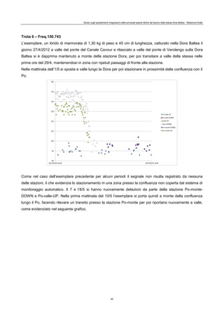Studio sugli spostamenti (migrazioni) delle principali specie ittiche del bacino della bassa Dora Baltea - Relazione finale
65
Trota 6 – Freq.150.743
L’esemplare, un ibrido di marmorata di 1,30 kg di peso e 45 cm di lunghezza, catturato nella Dora Baltea il
giorno 27/4/2012 a valle del ponte del Canale Cavour e rilasciato a valle del ponte di Verolengo sulla Dora
Baltea si è dapprima mantenuto a monte della stazione Dora, per poi transitare a valle della stessa nelle
prime ore del 29/4, mantenendosi in zona con ripetuti passaggi di fronte alla stazione.
Nella mattinata dell’1/5 si sposta a valle lungo la Dora per poi stazionare in prossimità della confluenza con il
Po.
Come nel caso dell’esemplare precedente per alcuni periodi il segnale non risulta registrato da nessuna
delle stazioni, il che evidenzia lo stazionamento in una zona presso la confluenza non coperta dal sistema di
monitoraggio automatico. Il 7 e l’8/5 si hanno nuovamente detezioni da parte della stazione Po-monte-
DOWN e Po-valle-UP. Nella prima mattinata del 10/5 l’esemplare si porta quindi a monte della confluenza
lungo il Po, facendo rilevare un transito presso la stazione Po-monte per poi riportarsi nuovamente a valle,
come evidenziato nel seguente grafico.
 