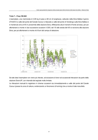 Studio sugli spostamenti (migrazioni) delle principali specie ittiche del bacino della bassa Dora Baltea - Relazione finale
67
Trota 7 – Freq.150.842
L’esemplare, una marmorata di 3,95 kg di peso e 68 cm di lunghezza, catturato nella Dora Baltea il giorno
27/4/2012 a valle del ponte del Canale Cavour e rilasciato a valle del ponte di Verolengo sulla Dora Baltea si
è mantenuto sino al 4/5 in prossimità della stazione Dora, effettuando alcuni transiti di fronte ad essa, per poi
allontanarsi a monte in due successive occasioni il 30/5; dal 1/5 alla serata del 4/5 si ravvicina alla stazione
Dora, per poi allontanarsi a monte al di fuori del campo di detezione.
Da tale data l’esemplare non viene più rilevato, ad eccezione di brevi ed occasionali rilevazioni da parte della
stazione Dora-UP, con intensità del segnale molto limitata.
Le rilevazioni manuali lo registrano in diverse occasioni sia immediatamente a valle del ponte del Canale
Cavour (presso la zona di cattura, evidenziando un fenomeno di homing) che a monte di tale manufatto.
 